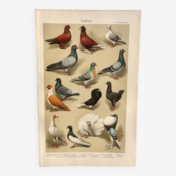 Petite gravure zoologique  de 1909 - Pigeons - Planche ancienne allemande