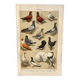 Small zoological engraving from 1909 - Pigeons - Old German print