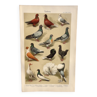 Petite gravure zoologique  de 1909 - Pigeons - Planche ancienne allemande