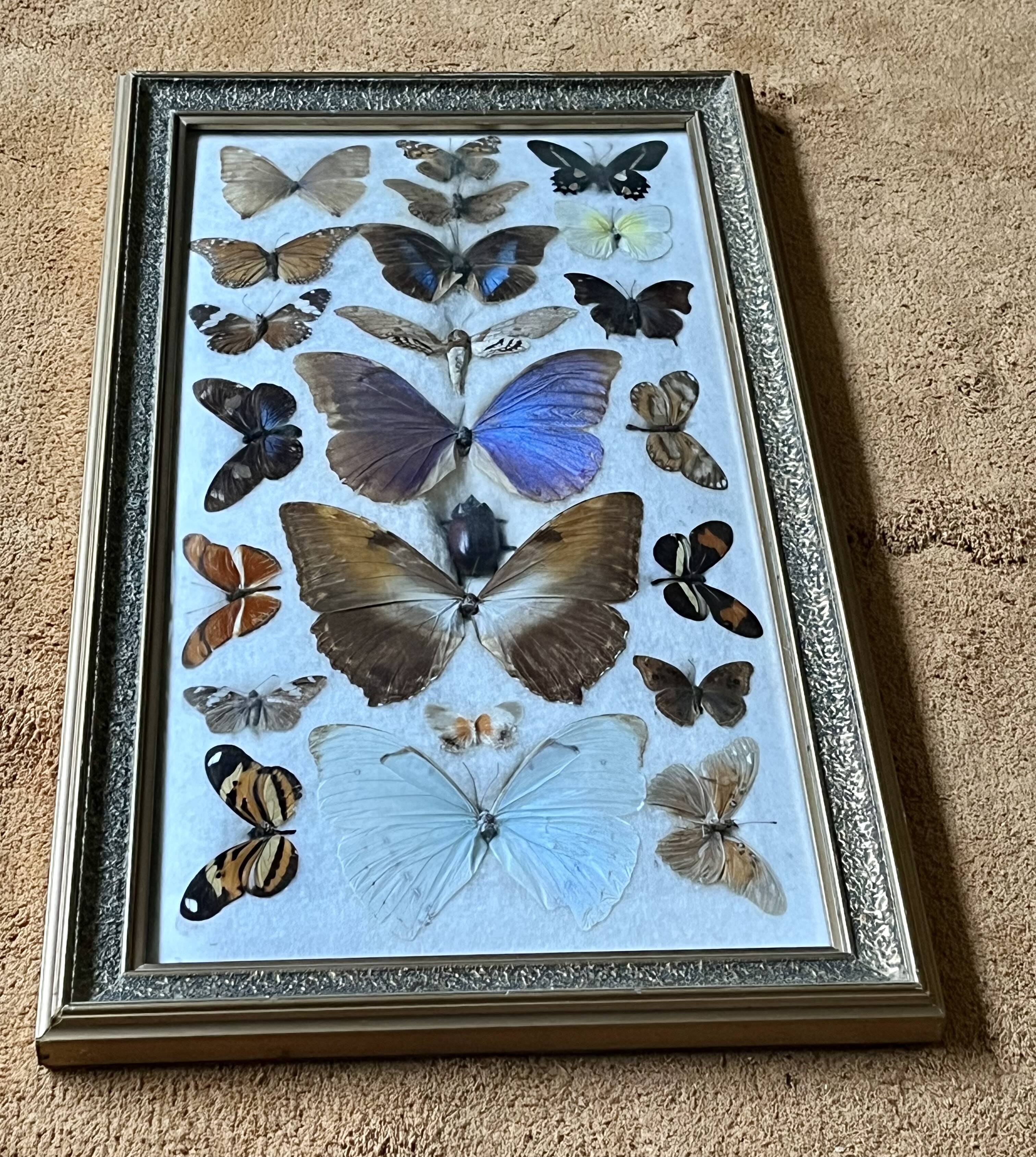 Large entomological frame - 27 mounted butterflies - Very good condition