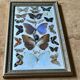 Large entomological frame - 27 mounted butterflies - Very good condition