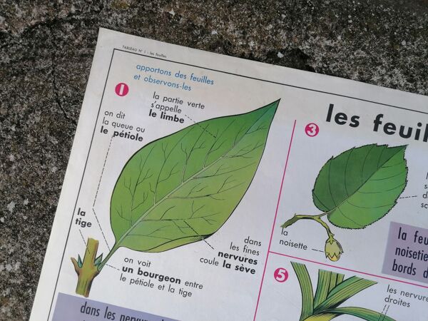 Ancienne affiche MDI ''Les feuilles-La pomme''.