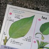 Old MDI poster "The leaves-The apple".