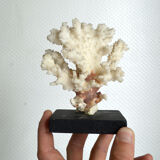 White coral cloud