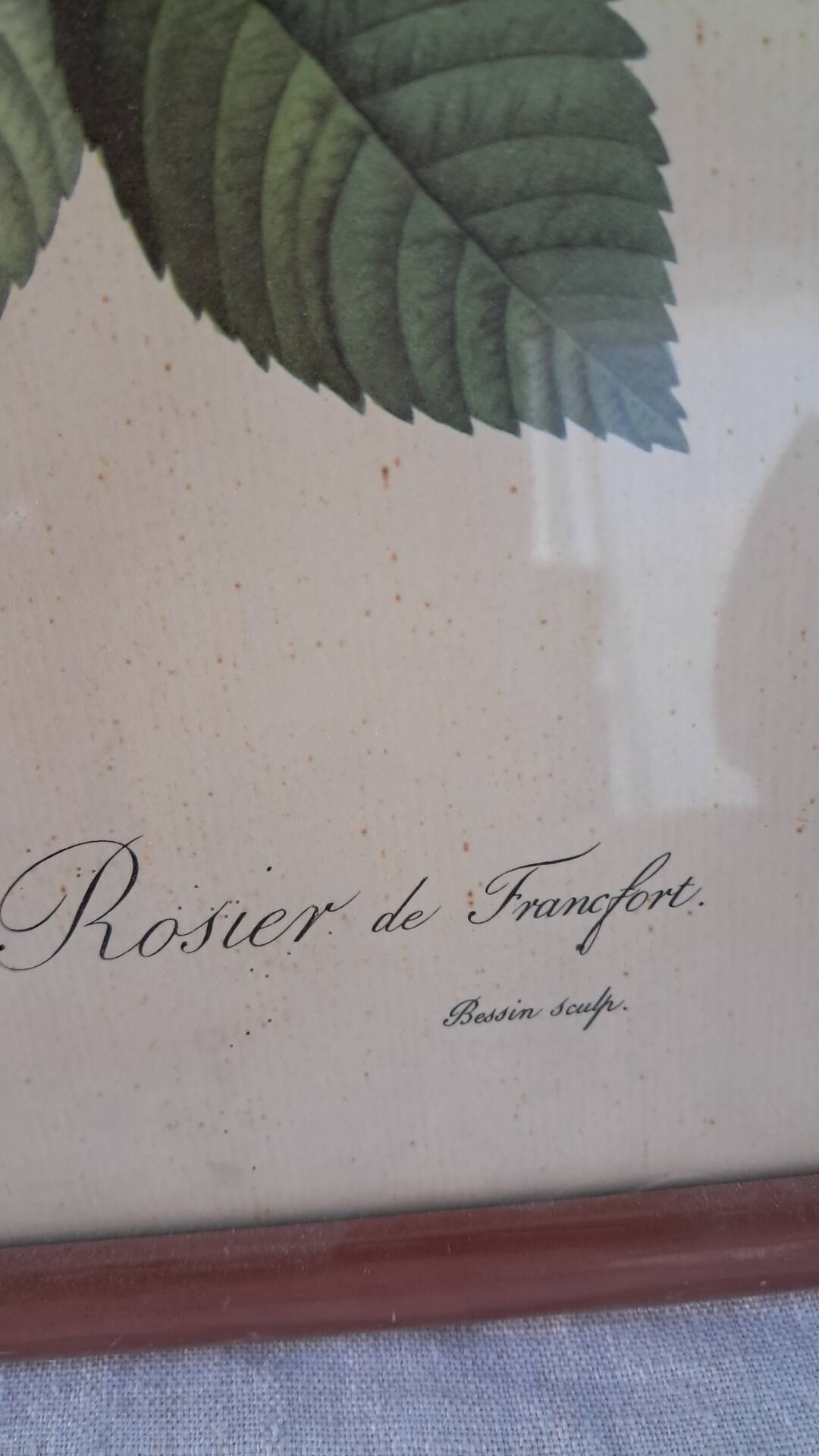 Botanical engraving Rosa Turbinata after Redouté — Vintage wooden frame