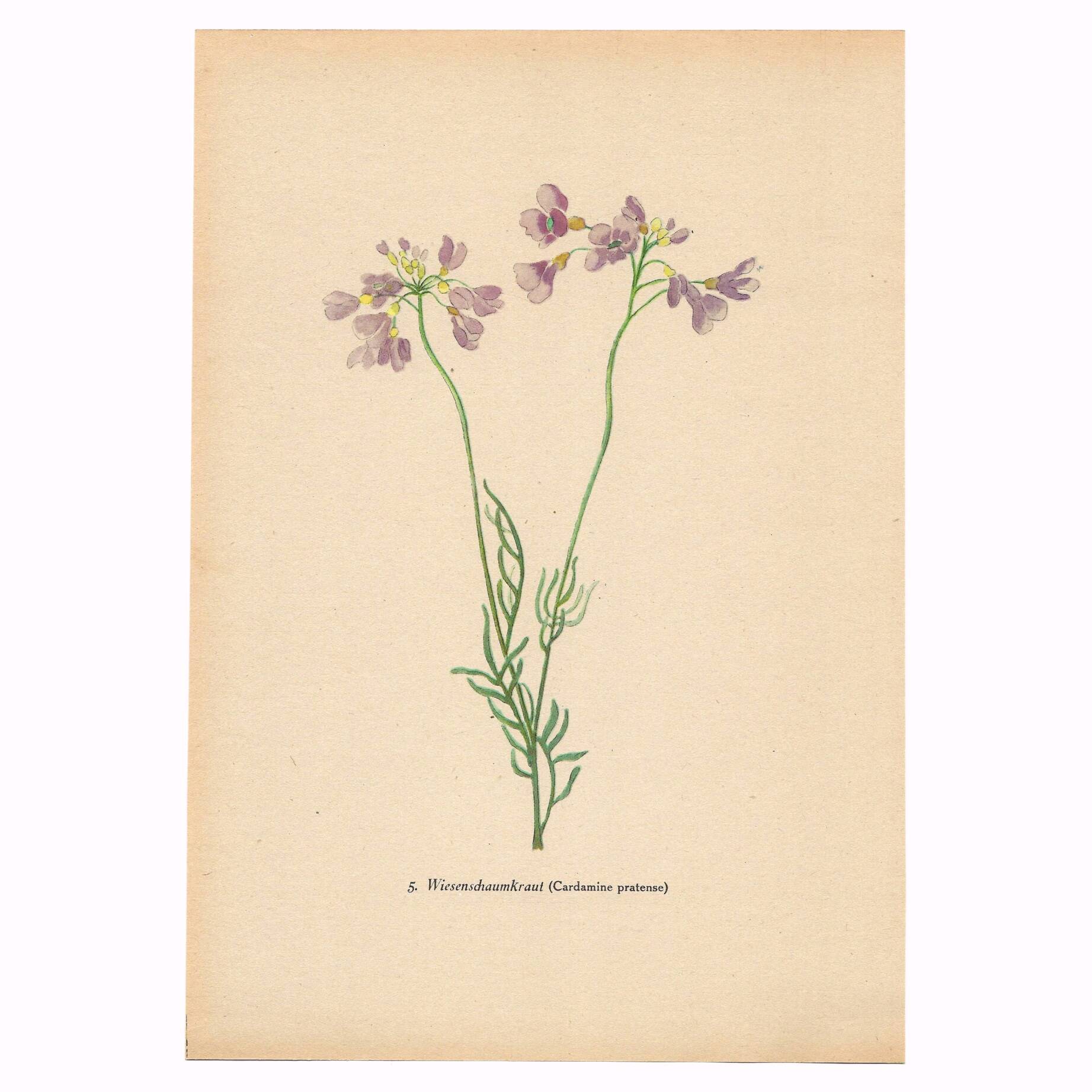 Botanical illustration from 1948. Meadow flowers by Strache. Cardamine