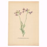 Botanical illustration from 1948. Meadow flowers by Strache. Cardamine