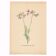 Botanical illustration from 1948. Meadow flowers by Strache. Cardamine