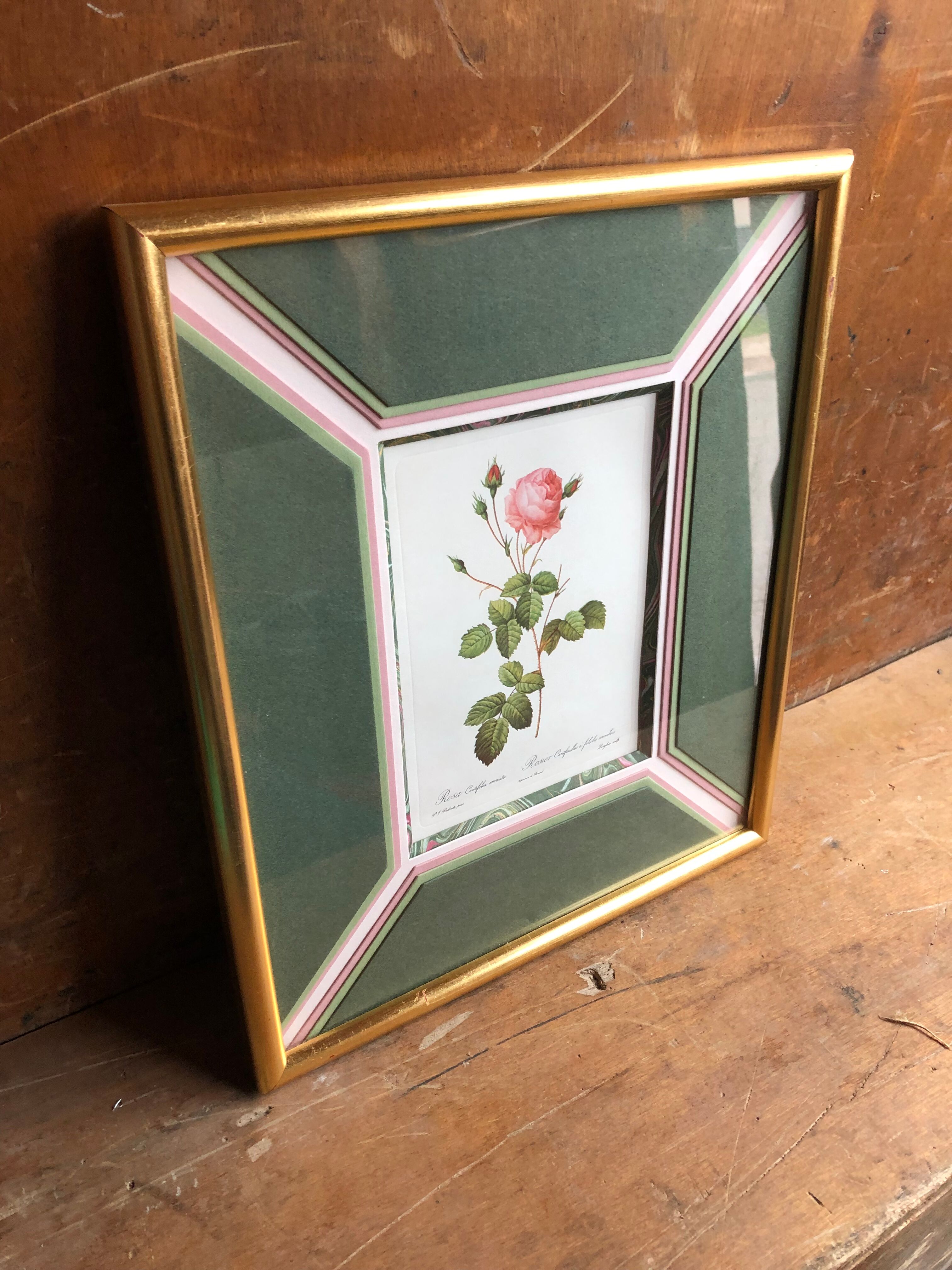 Old lithography botanical plate rose hundred sheets & golden frame vintage