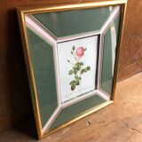Old lithography botanical plate rose hundred sheets & golden frame vintage