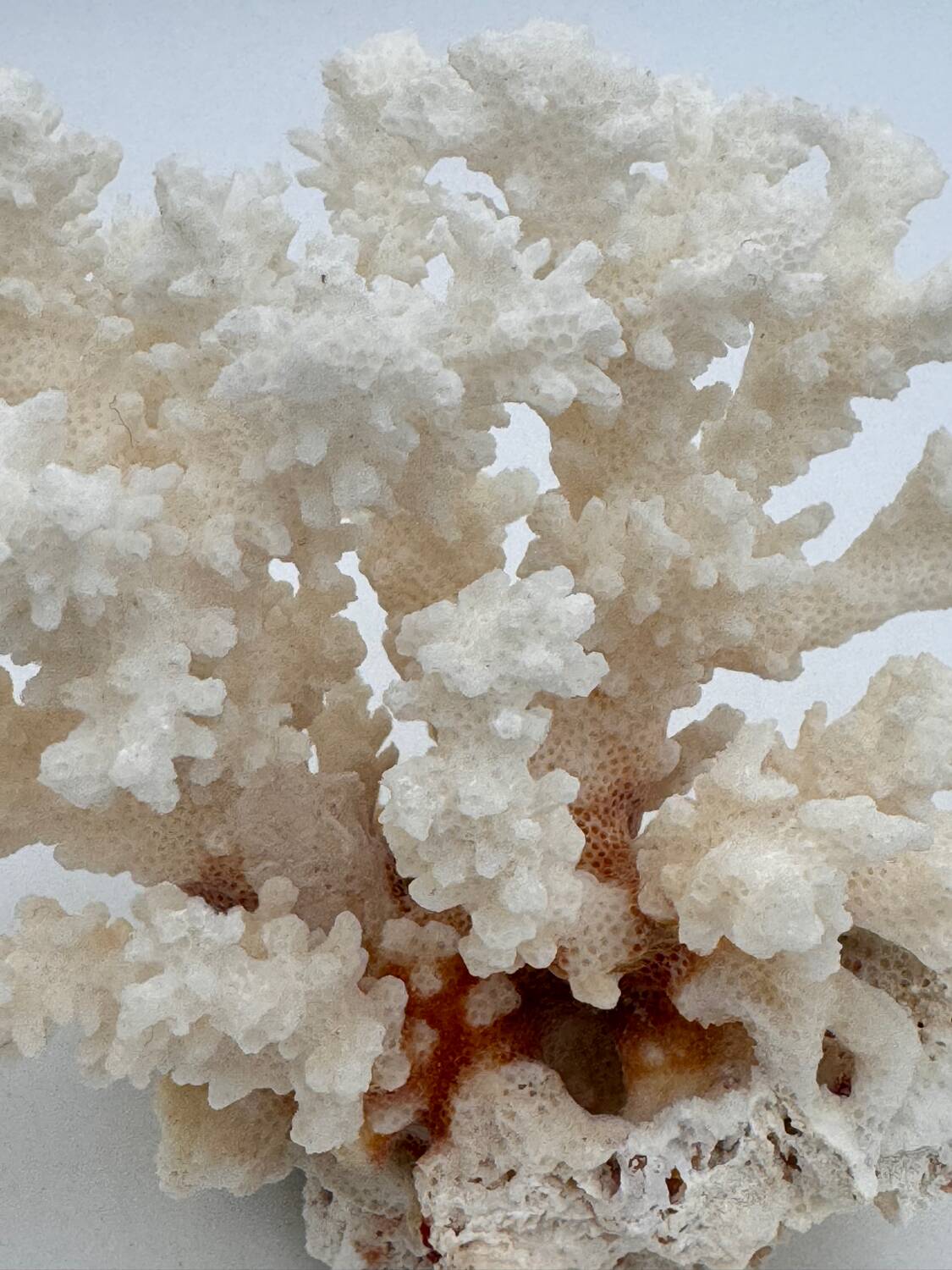 Old white natural coral - 1970s
