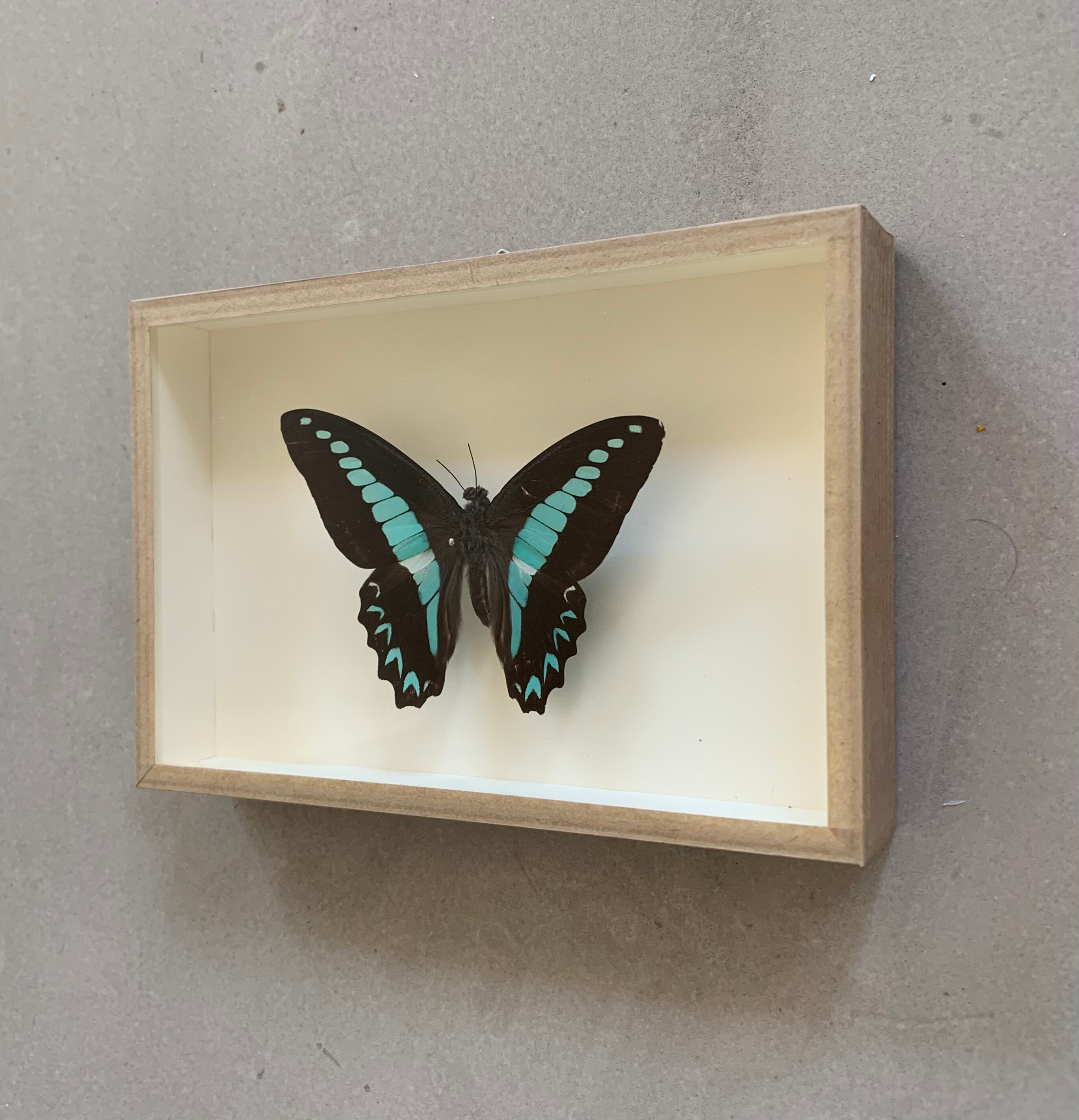 Naturalized butterfly / cabinet of curiosities