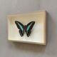 Naturalized butterfly / cabinet of curiosities
