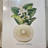 Risso Citrus Lithograph