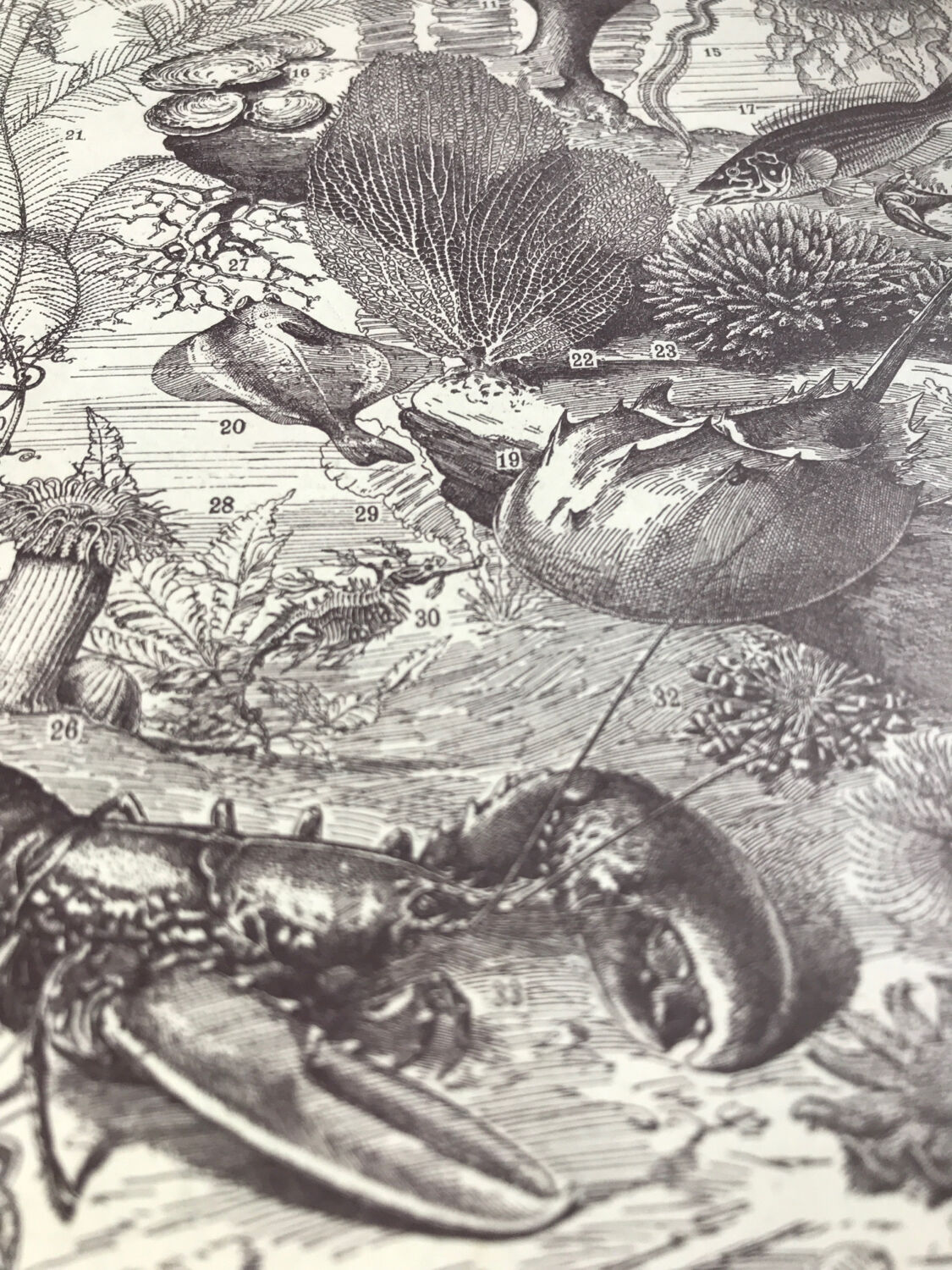 Original oceanographer board