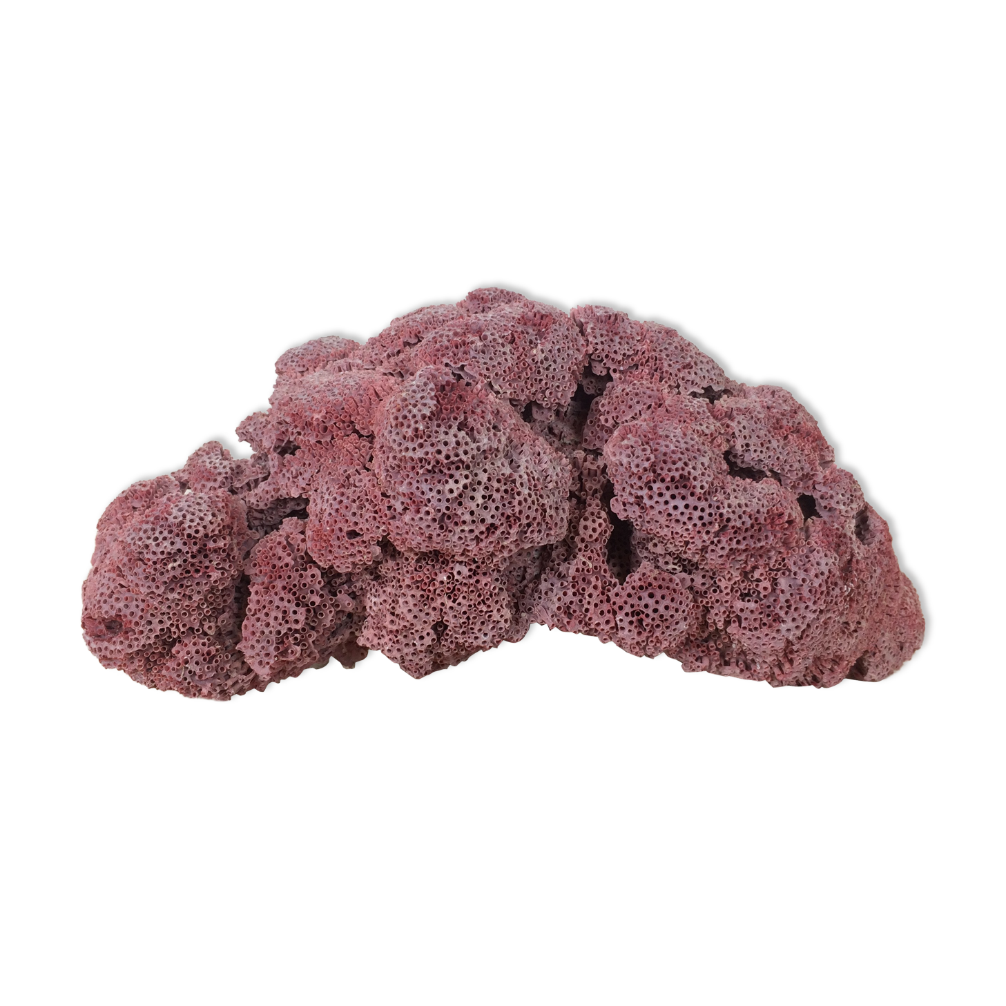 Old pink coral 24 cm