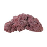 Old pink coral 24 cm