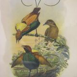 "Exotic birds" setting