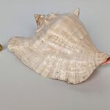 Pink shell, conch, stombus gigas, pink conch