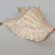 Pink shell, conch, stombus gigas, pink conch