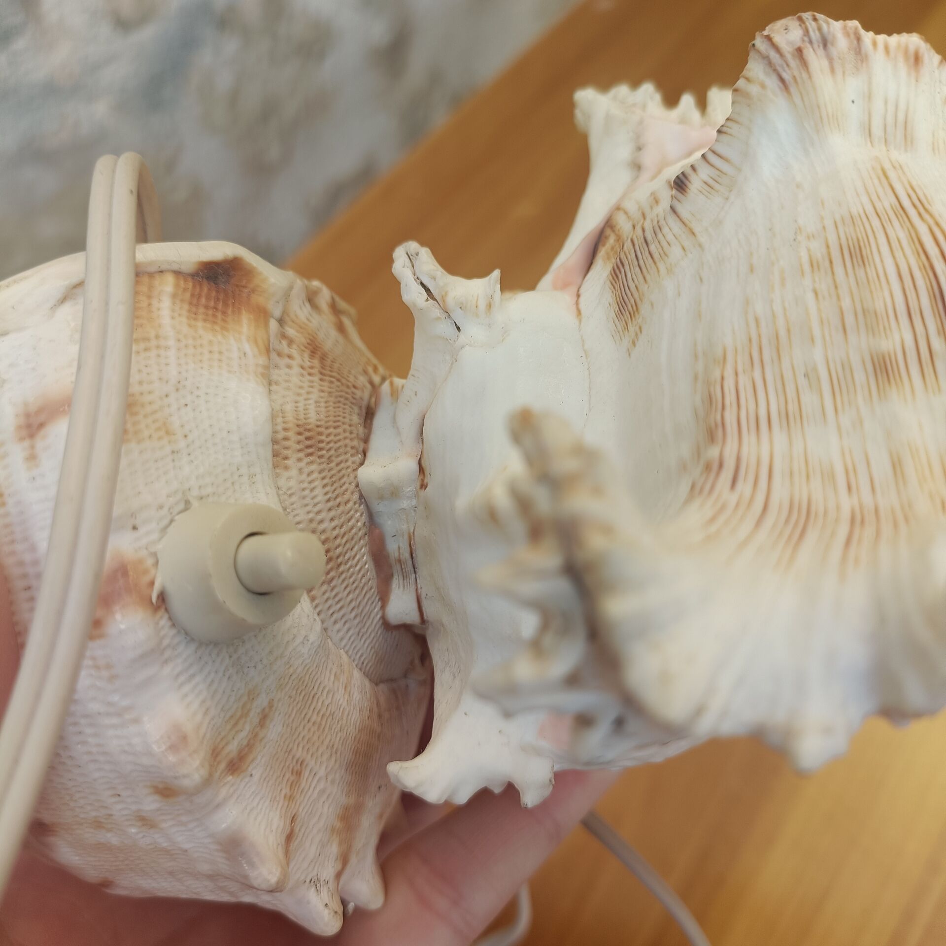 Shell lamp 60's