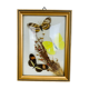 Vintage naturalized butterfly frame 19.5 x 14.5 cm