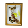Cadre papillons naturalisés vintage 19,5 x 14,5 cm