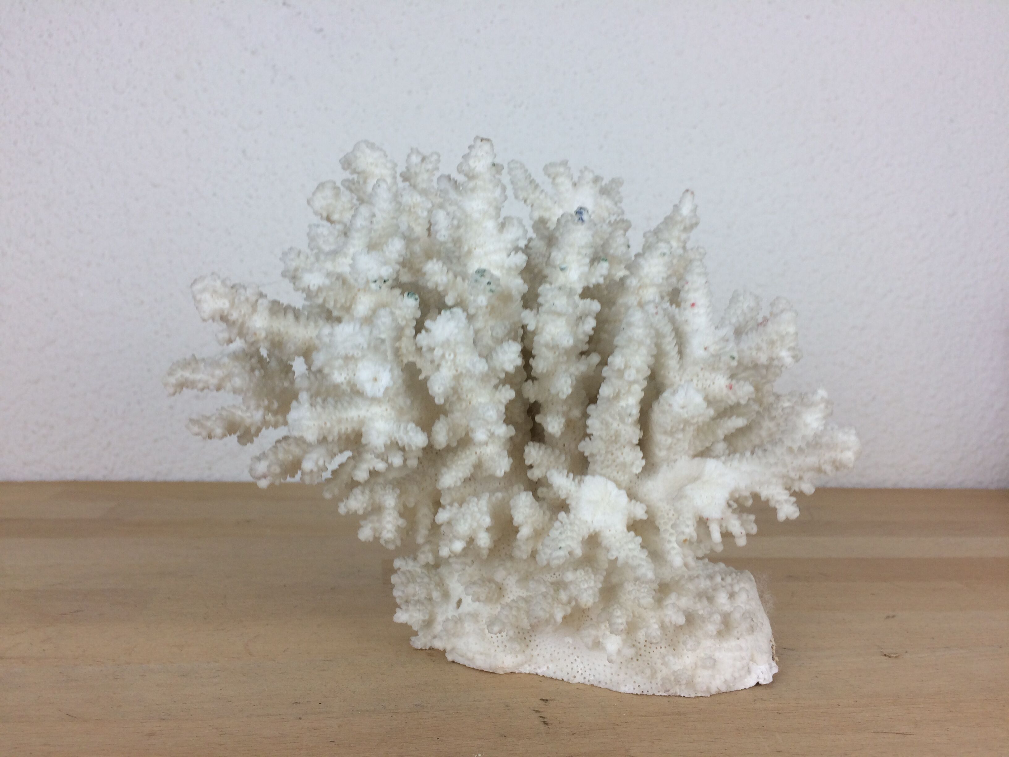 Natural ancient white coral 20 cm