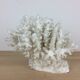 Natural ancient white coral 20 cm