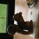 Vintage squirrel table lamp 1950