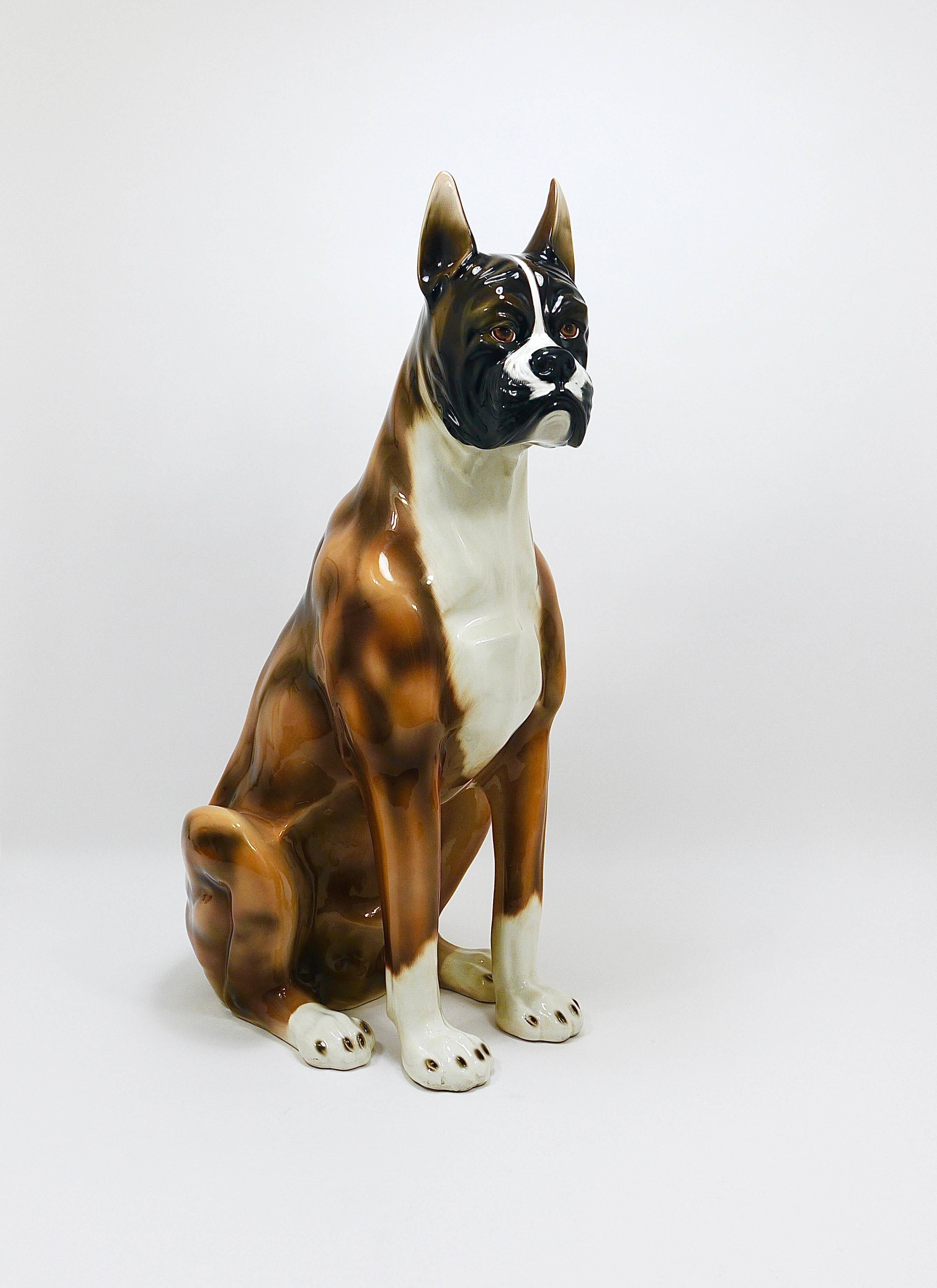 Life-size boxer dog statue in majolica, glazed ceramic, Italy, 1970s.