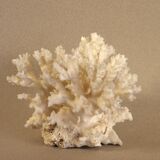 White coral 15 x 12 cm