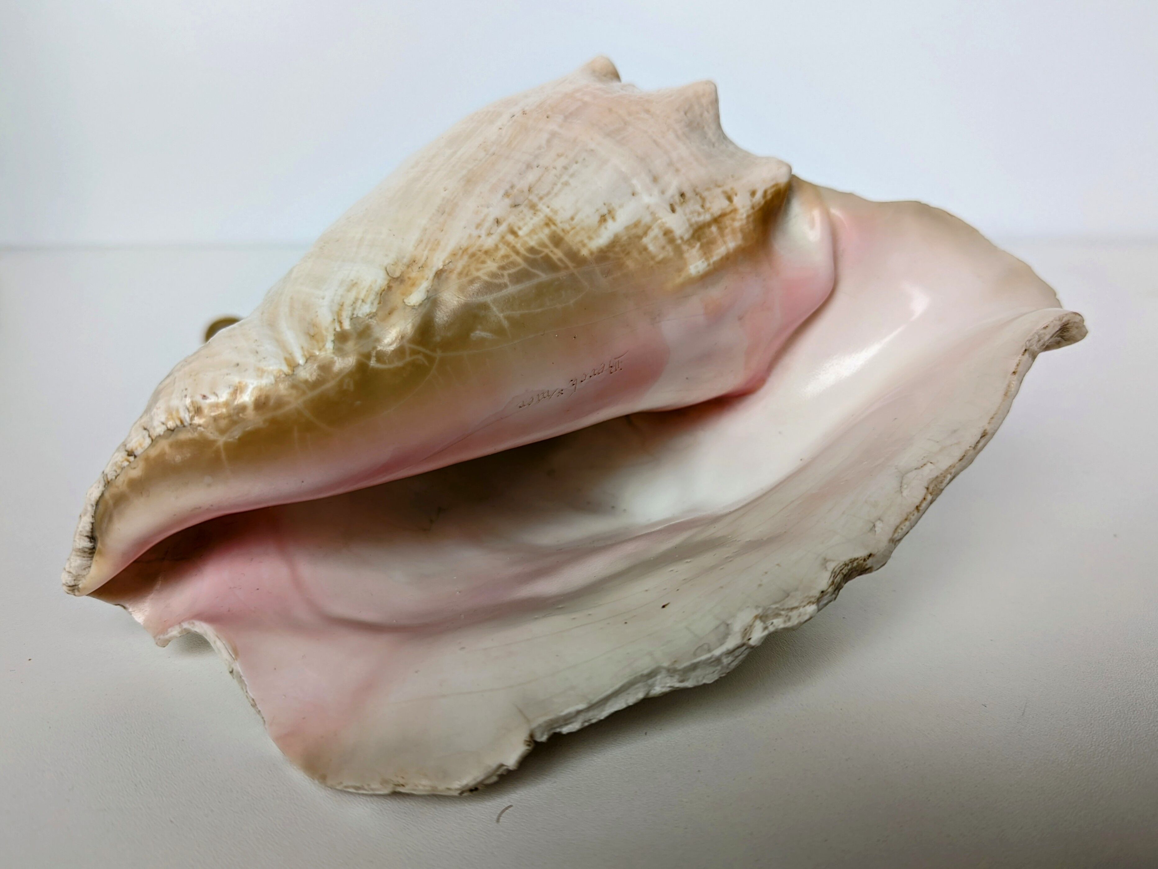 Pink shell, conch, stombus gigas, pink conch