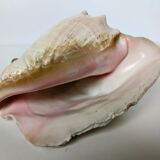 Pink shell, conch, stombus gigas, pink conch