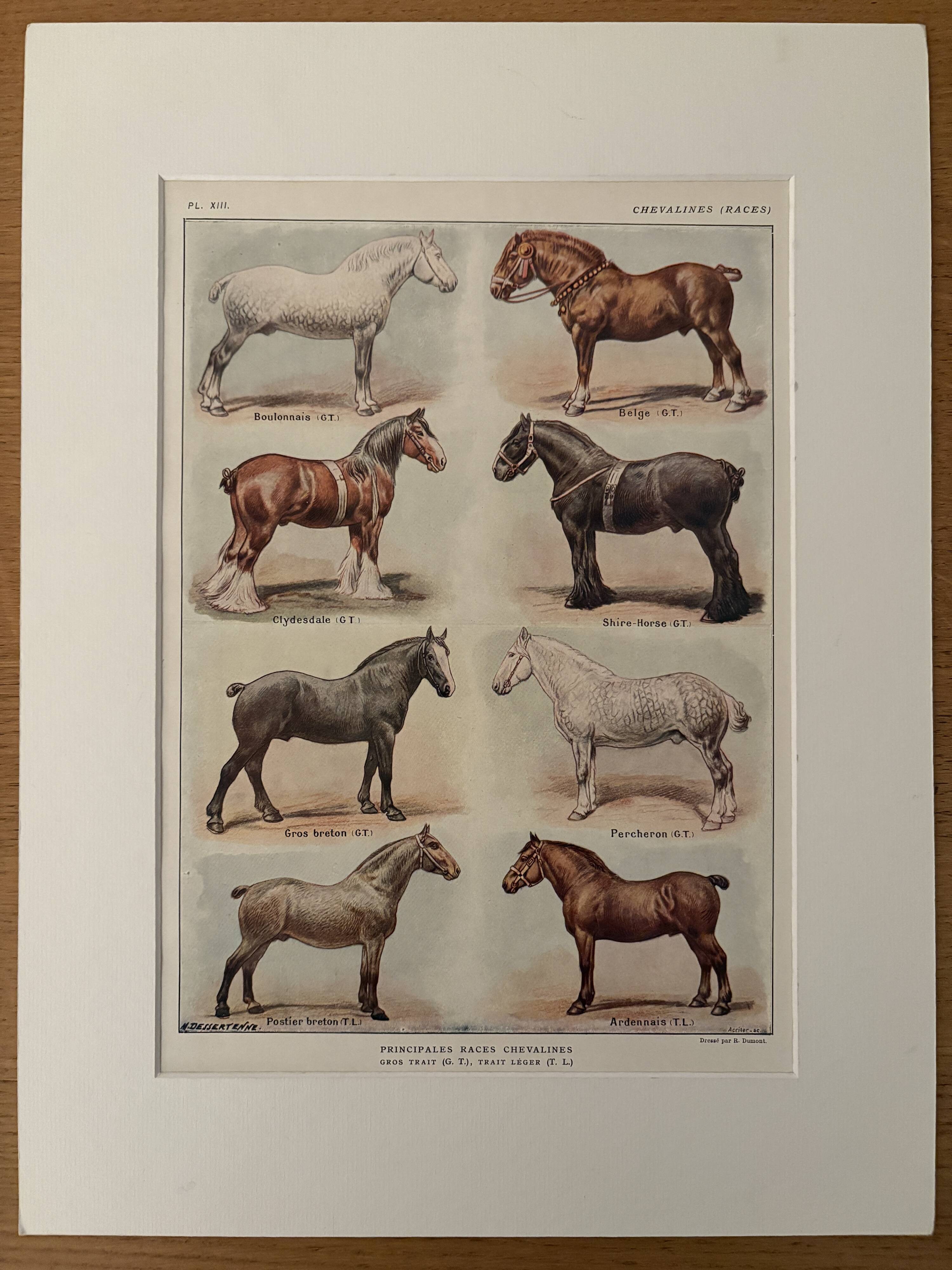 Lithograph on horse breeds - 1920