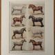 Lithograph on horse breeds - 1920