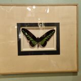Butterfly entomology framework