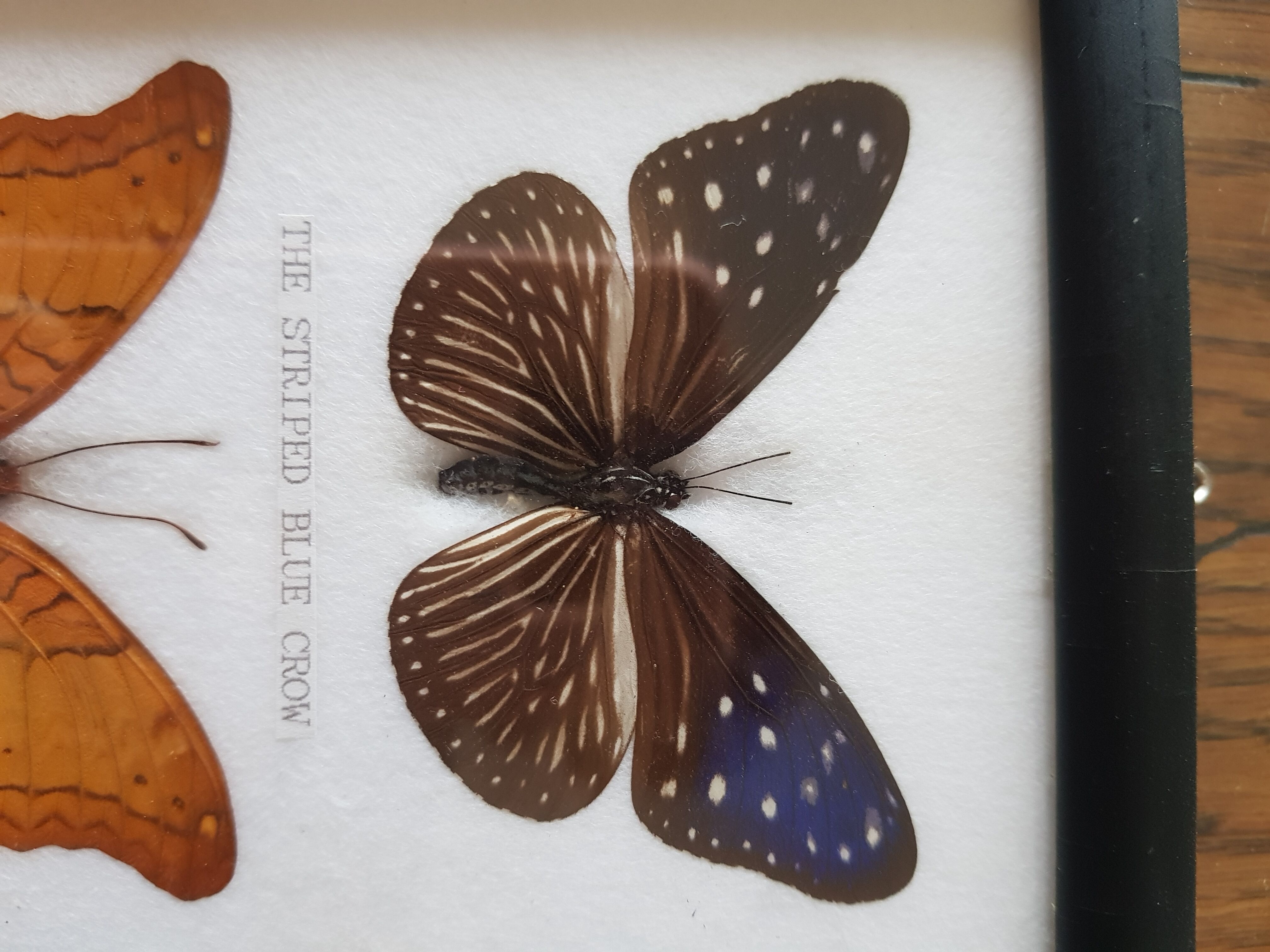 Framed naturalized butterflies