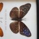 Framed naturalized butterflies