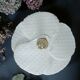 Applique fleur "perce neige"
