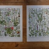 Lot of lithographs on flowers, trees, medicinal plants, fruits and the orchard