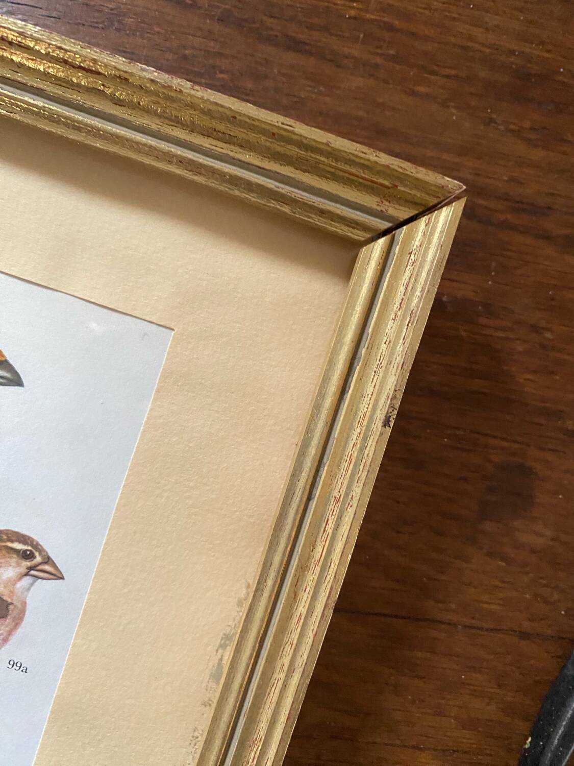 Ornithological frames “birds in cages”.