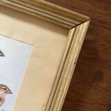 Ornithological frames “birds in cages”.