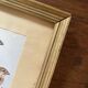 Ornithological frames “birds in cages”.