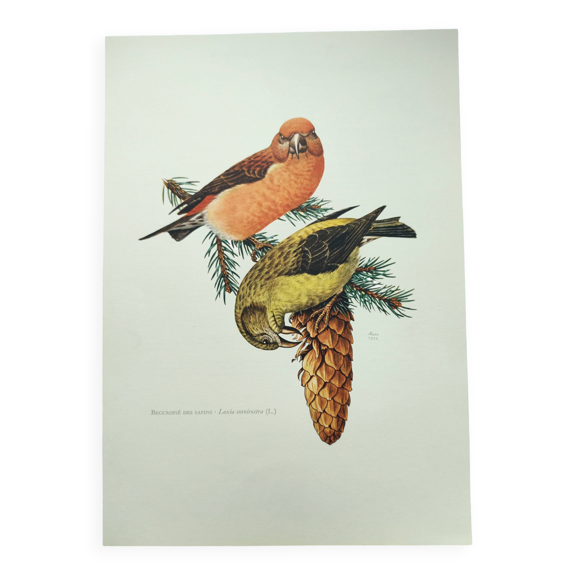 Old bird plate from the 1960s - Red Crossbill - Animal zoological illustration