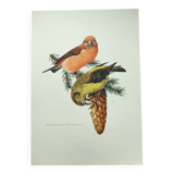 Old bird plate from the 1960s - Red Crossbill - Animal zoological illustration