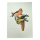 Old bird plate from the 1960s - Red Crossbill - Animal zoological illustration