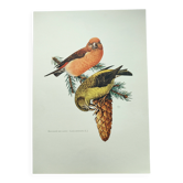 Old bird plate from the 1960s - Red Crossbill - Animal zoological illustration