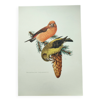 Old bird plate from the 1960s - Red Crossbill - Animal zoological illustration