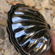 Butter dish/pocket tray • shell, vintage